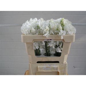 Lathyr Wi Suns White 50cm