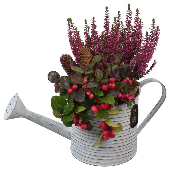 <h4>Arr.   Tuinplanten L%</h4>