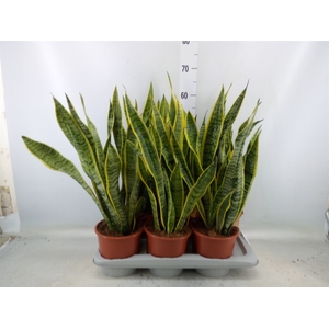 Sansevieria trifa. 'Laurentii'