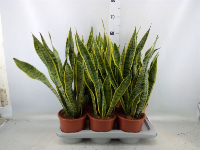 <h4>Sansevieria trifa. 'Laurentii'</h4>