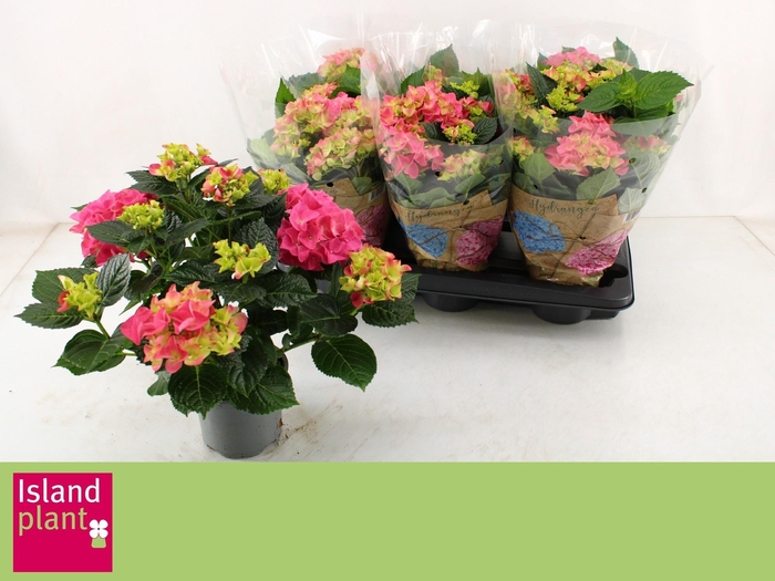 <h4>HYDR M EARLY ROSA</h4>