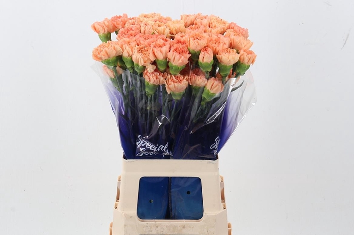 <h4>Di St Gobi Orange hi</h4>