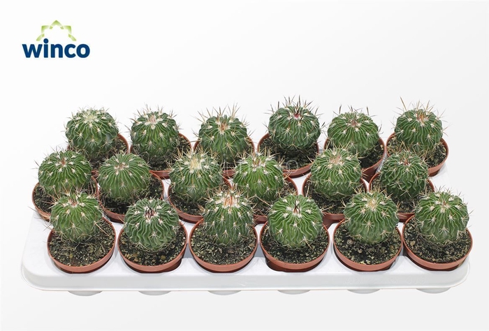 <h4>Echinofossulocactus Multicostatus</h4>