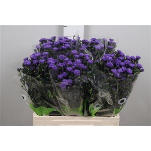 Ast Astee Dark Milka