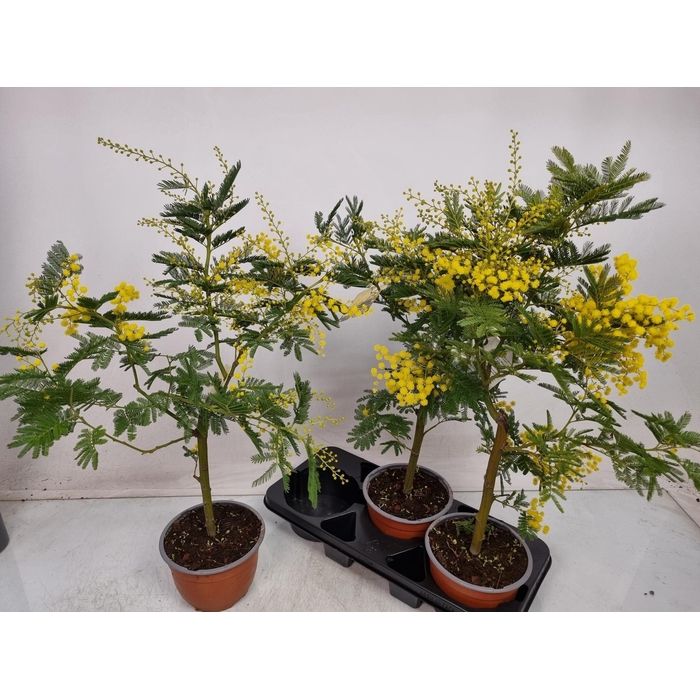 <h4>MIMOSA PUDICA</h4>