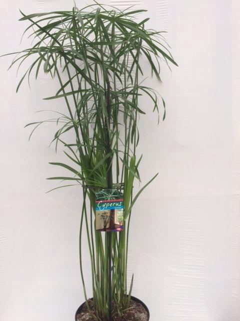 <h4>Cyperus   ...</h4>