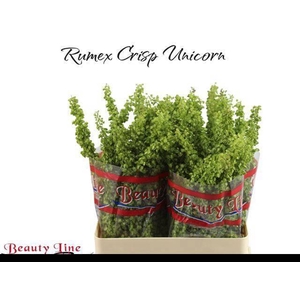 RUMEX CRISP UNICORN