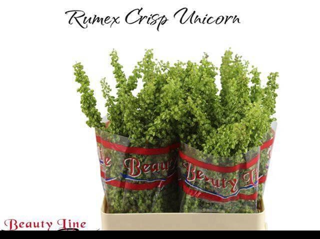<h4>RUMEX CRISP UNICORN</h4>