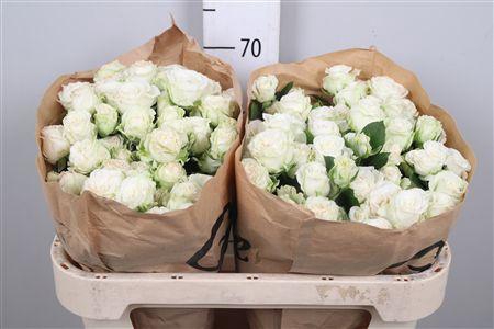 <h4>R Tr Miss Bombastic</h4>