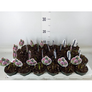 Fritillaria meleagris