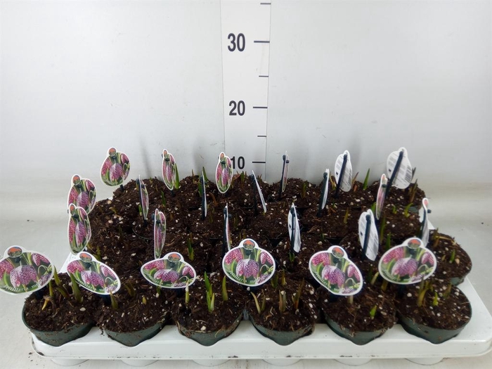 <h4>Fritillaria meleagris</h4>