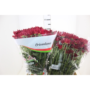 CRISANTEMO MORETTI 080 CM VERMELHO