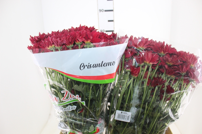 <h4>CRISANTEMO MORETTI 080 CM VERMELHO</h4>