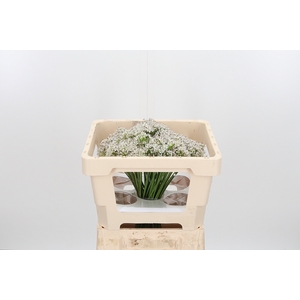 Allium Tuberosum