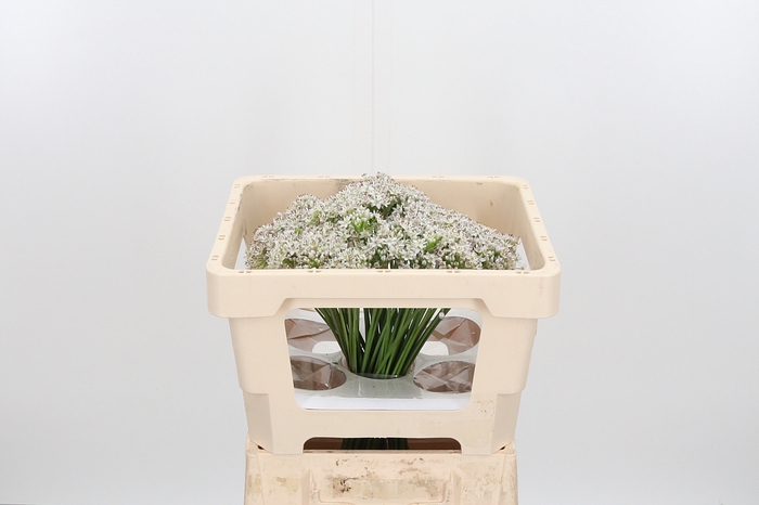 <h4>Allium Tuberosum</h4>