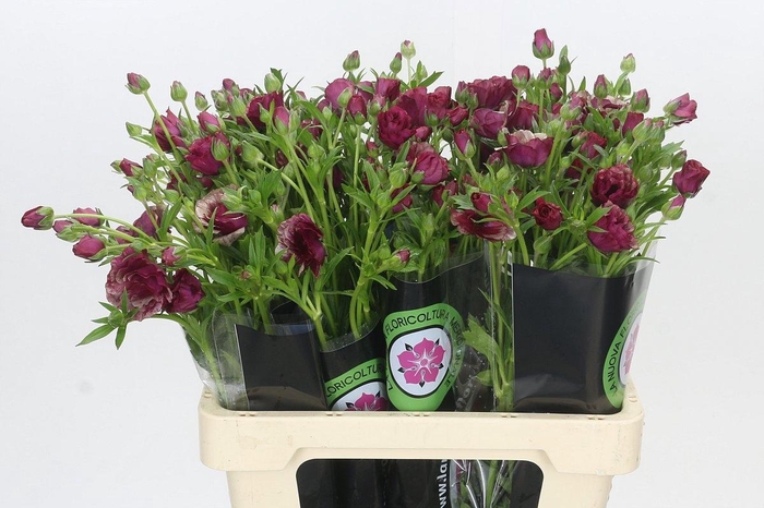 <h4>Ranunculus Magical Raspberry</h4>