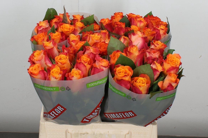 <h4>R Gr Mariyo!</h4>