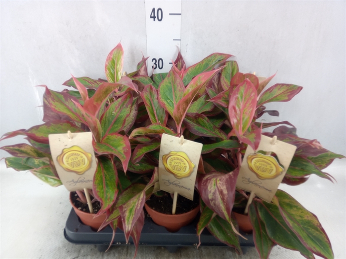 <h4>Aglaonema  'Crete'</h4>