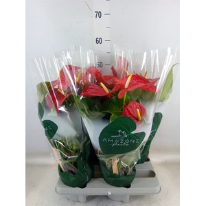 Anthurium andr. 'Nevada'