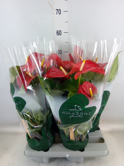 <h4>Anthurium andr. 'Nevada'</h4>