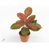 Aglaonema Legacy