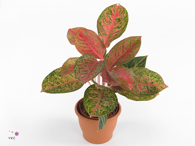 Aglaonema Legacy