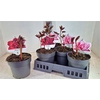 Paeonia L Gem