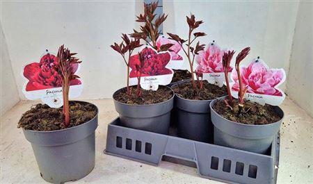 Paeonia L Gem