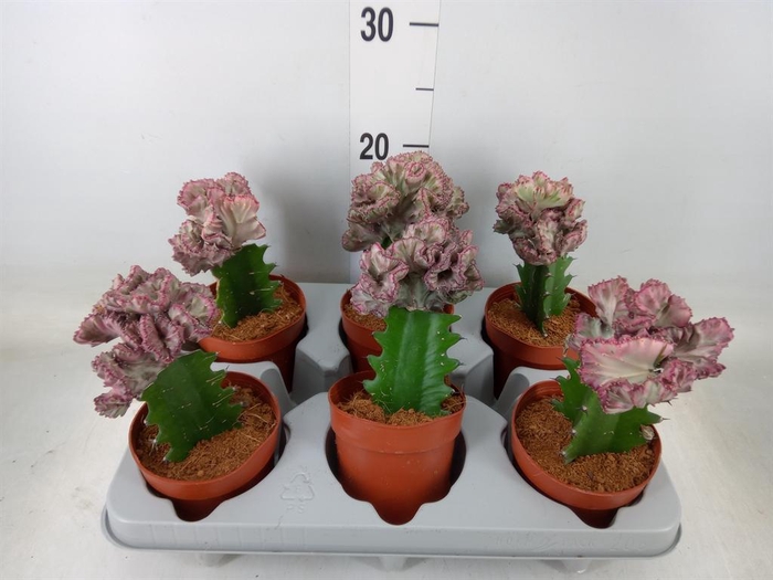 <h4>Euphorbia lactea</h4>