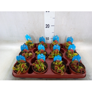 Dionaea muscipula