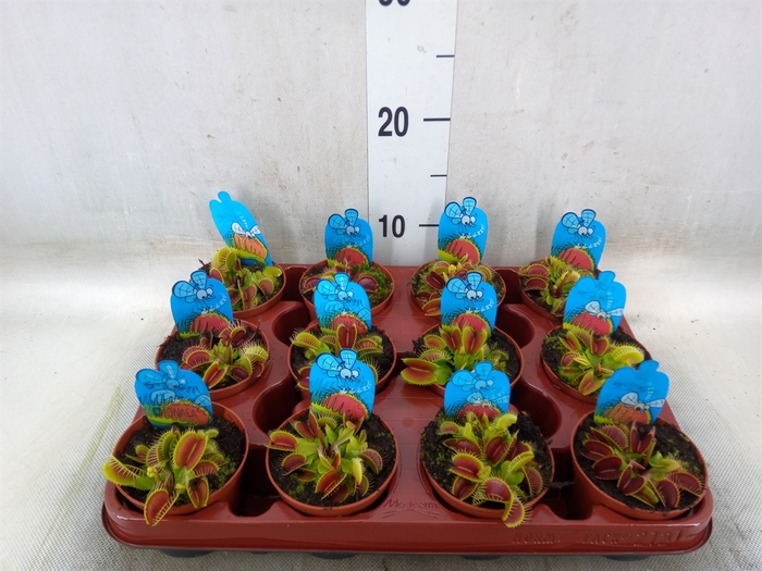 <h4>Dionaea muscipula</h4>