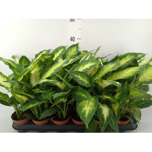 Dieffenbachia  'Camilla'