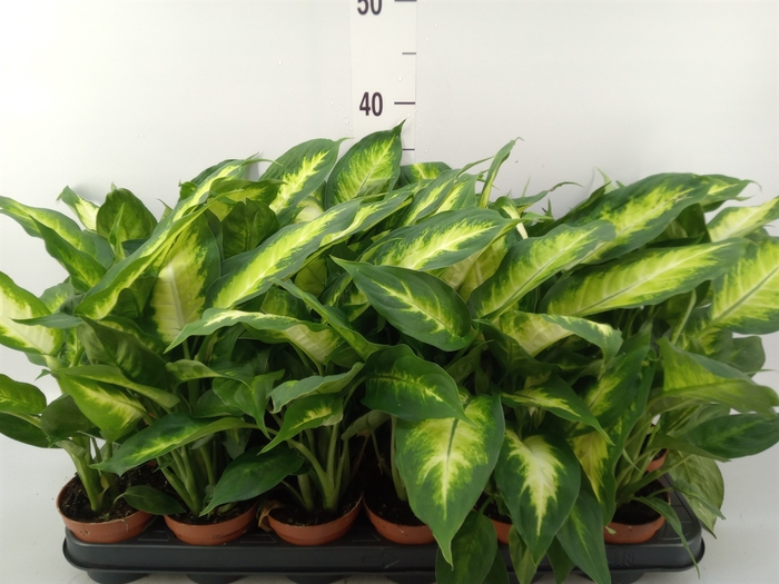 <h4>Dieffenbachia  'Camilla'</h4>
