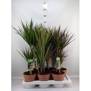 Dracaena   ...mix