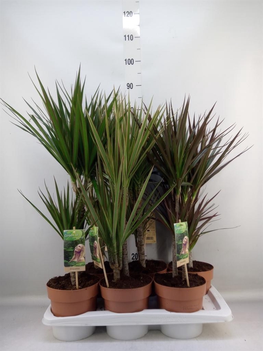 <h4>Dracaena   ...mix</h4>