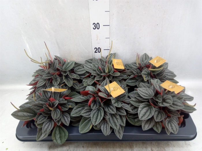 Peperomia caperata 'Santorini'