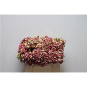 Blushing Bride Pink 6-10