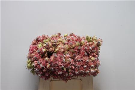 <h4>Blushing Bride Pink 6-10</h4>