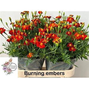 Tagetes Burning Embers