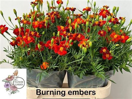 <h4>Tagetes Burning Embers</h4>