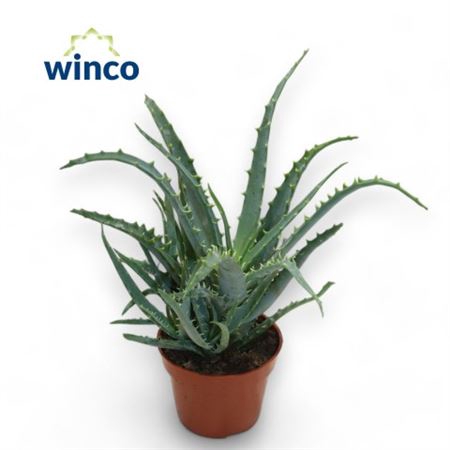 <h4>Aloe Arborescens</h4>