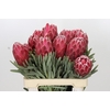 Protea Venus