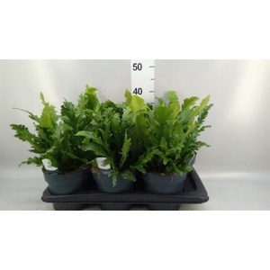 Asplenium nidus 'Campio'