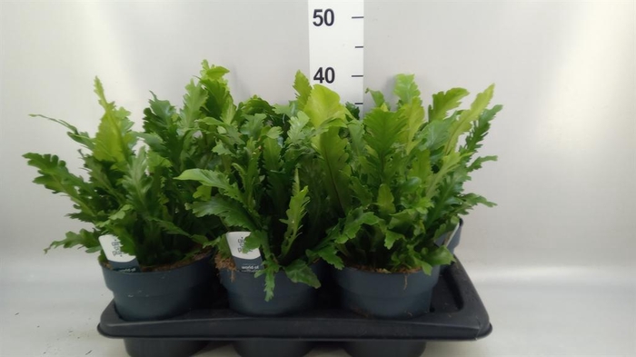 <h4>Asplenium nidus 'Campio'</h4>