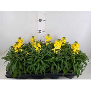 Erysimum  'Leya Lemon Glow'