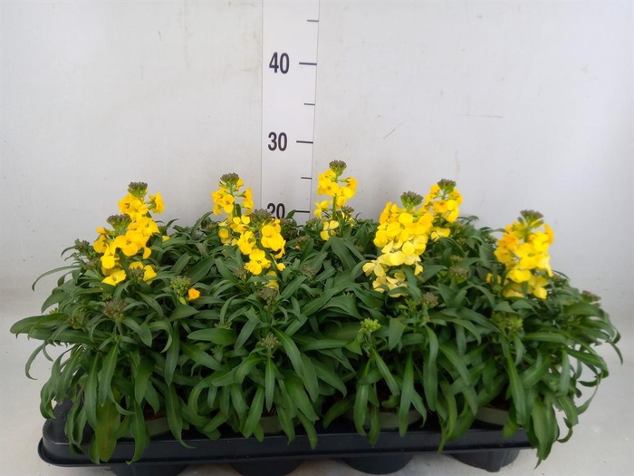 <h4>Erysimum  'Leya Lemon Glow'</h4>