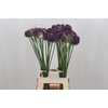 Allium Pink Lady