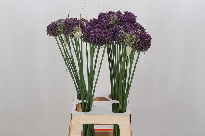 Allium Pink Lady