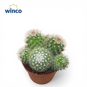 Mammillaria Ernestii Albispinus (group)