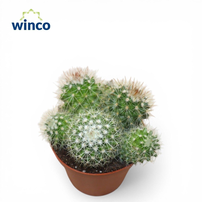 <h4>Mammillaria Ernestii Albispinus (group)</h4>